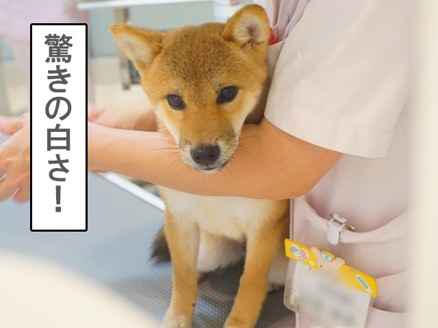 柴犬コマリの初シャンプー