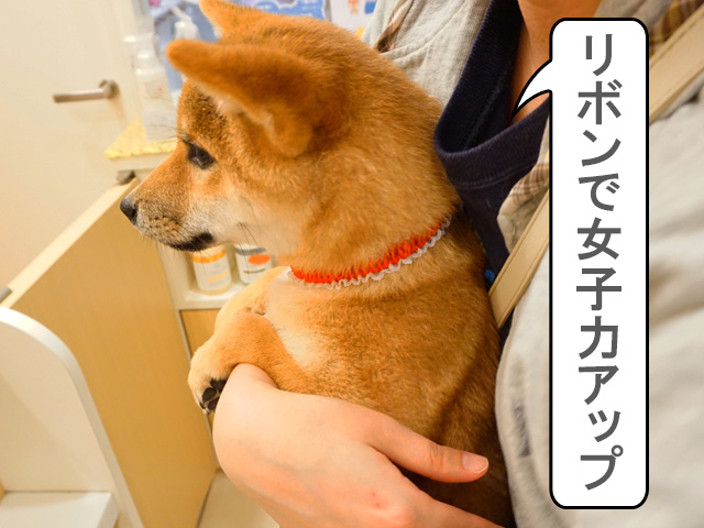 女子力が高い柴犬コマリ