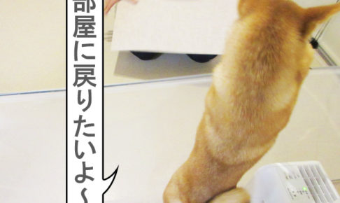 柴犬コマリ　犬部屋