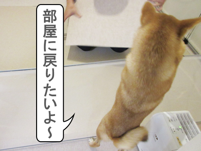 自分の部屋に戻りたい柴犬