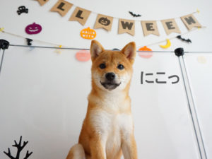 柴犬　柴犬コマリ　ハロウィン