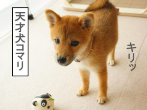 柴犬　柴犬コマリ