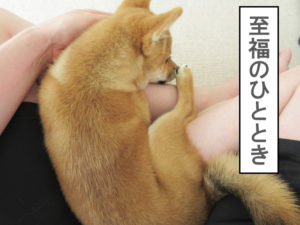 柴犬　柴犬コマリ