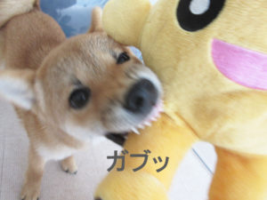 柴犬　柴犬コマリ　onちゃん