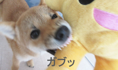 柴犬　柴犬コマリ　onちゃん