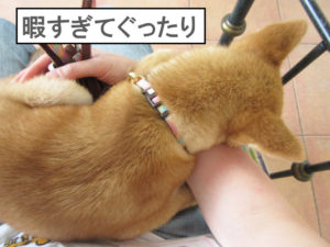 柴犬　柴犬コマリ