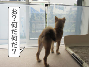 柴犬　柴犬コマリ