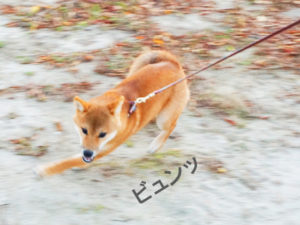 柴犬　柴犬コマリ