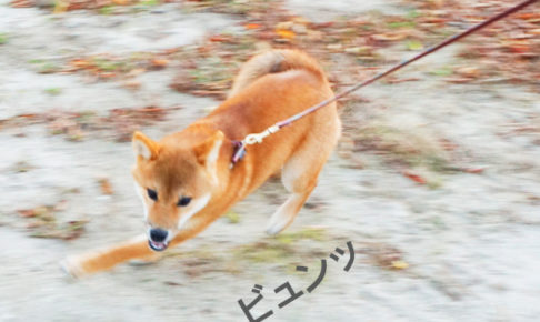 柴犬　柴犬コマリ