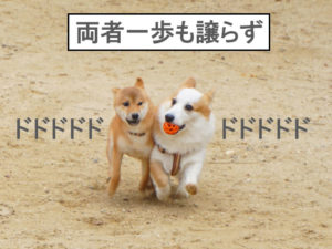 柴犬　柴犬コマリ　ドッグラン