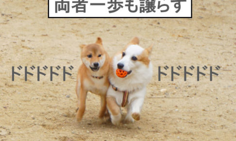 柴犬　柴犬コマリ　ドッグラン