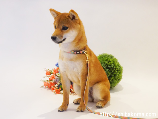 柴犬　柴犬コマリ　モデル犬
