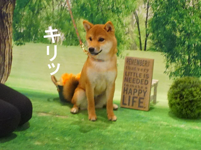 柴犬　柴犬コマリ　モデル犬