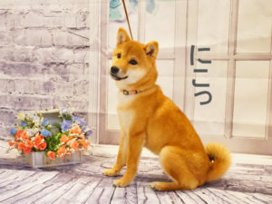 柴犬コマリがプロカメラマンの写真撮影会でモデルみたいなアイドル笑顔