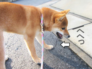 柴犬　柴犬コマリ　木の棒