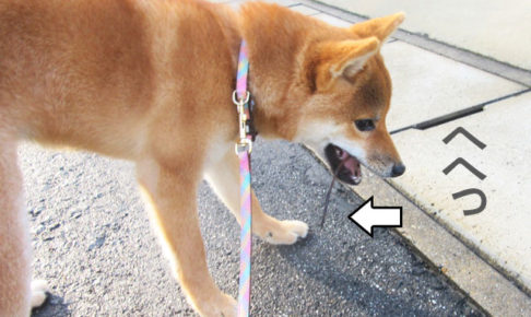 柴犬　柴犬コマリ　木の棒