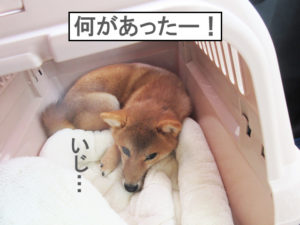 柴犬　柴犬コマリ　クレート