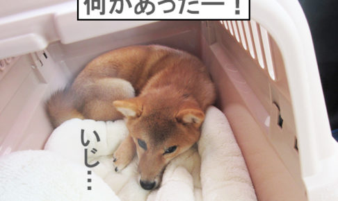 柴犬　柴犬コマリ　クレート