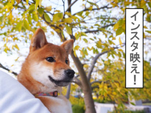 柴犬コマリのインスタ映え写真