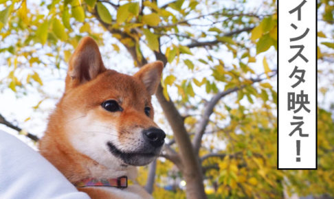 柴犬　柴犬コマリ　インスタ映え