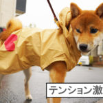 柴犬　柴犬コマリ　雨の日散歩