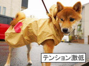 柴犬　柴犬コマリ　雨の日散歩