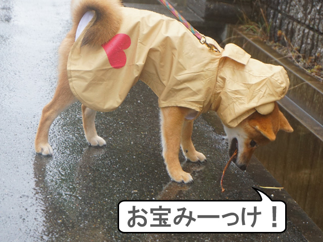 柴犬　柴犬コマリ　雨散歩