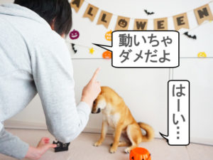 柴犬　柴犬コマリ　ハロウィン