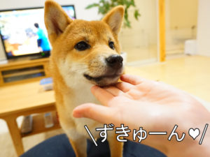 柴犬コマリ　ずきゅーん