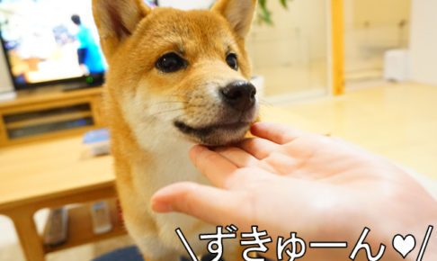 柴犬コマリ　ずきゅーん