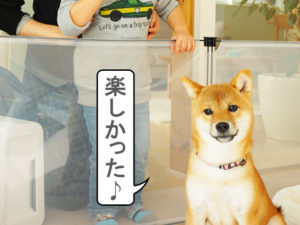 柴犬コマリ　記念撮影