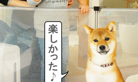 柴犬コマリ　記念撮影