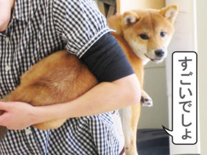 柴犬コマリ　爪切り