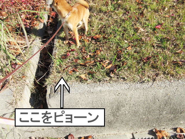 柴犬コマリ　ジャンプ