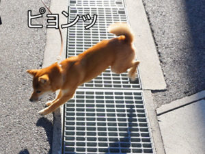 柴犬コマリ　金網