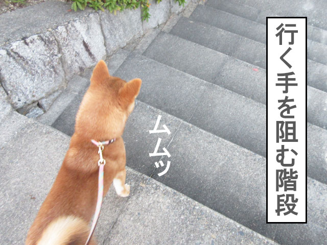 柴犬コマリ　階段