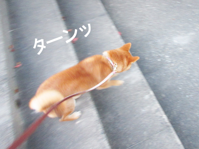 柴犬コマリ　階段