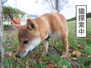 柴犬コマリ　猫