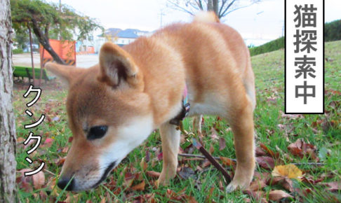 柴犬コマリ　猫