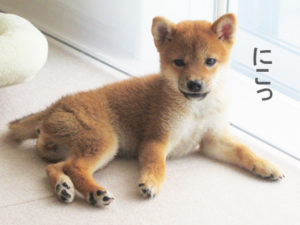 柴犬コマリ　柴犬子犬