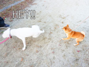 柴犬コマリ　ブルテリア　ブレイクダンス