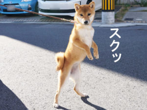 柴犬コマリ　柴犬