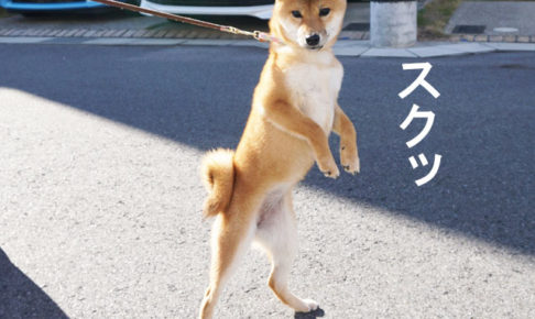 柴犬コマリ　柴犬