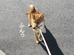柴犬　柴犬コマリ