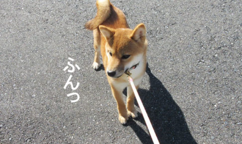 柴犬　柴犬コマリ