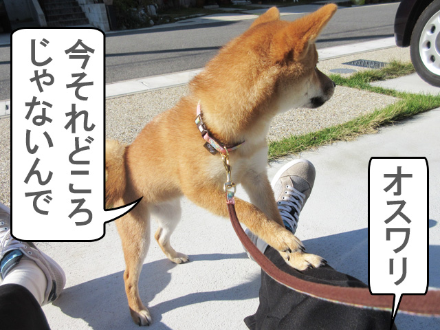お外でコマンド練習する柴犬