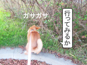 柴犬　柴犬コマリ