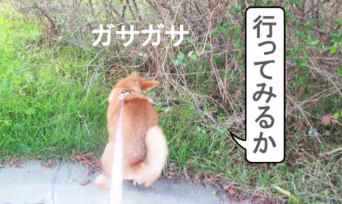 柴犬　柴犬コマリ