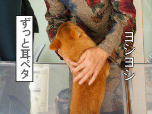 柴犬　柴犬コマリ　耳ペタ