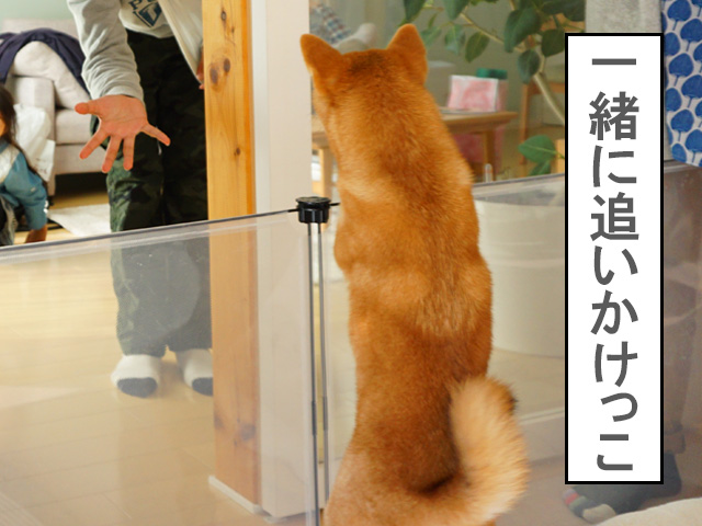 追いかけっこで遊んでもらった柴犬